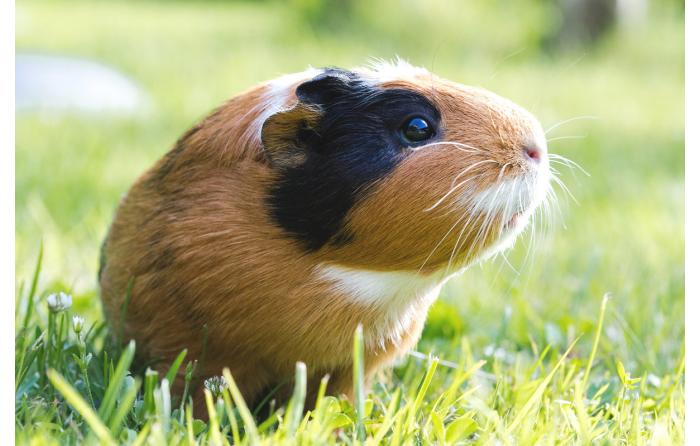 Meerschweinchen