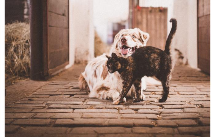 Andere Tiere