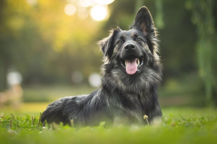 Hund