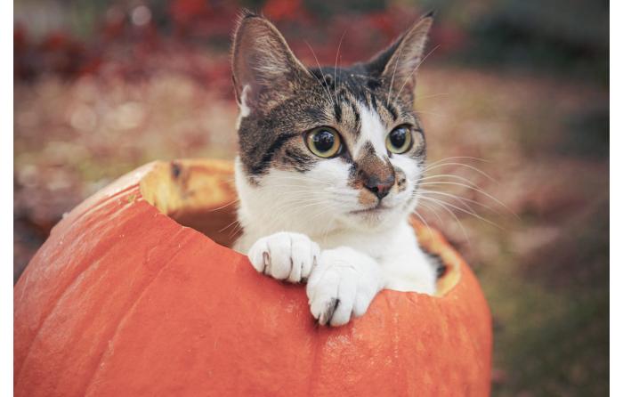 Getreidefrei Katze