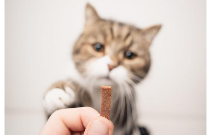 Leckerlie Katze