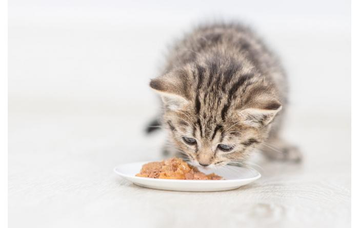 Nassfutter Katze