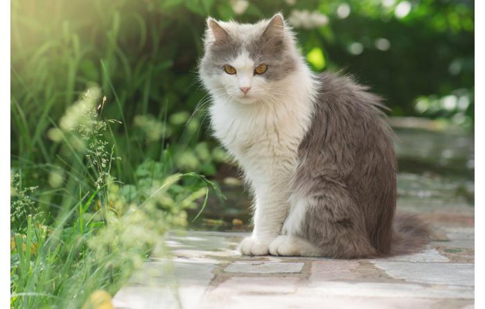 Katze