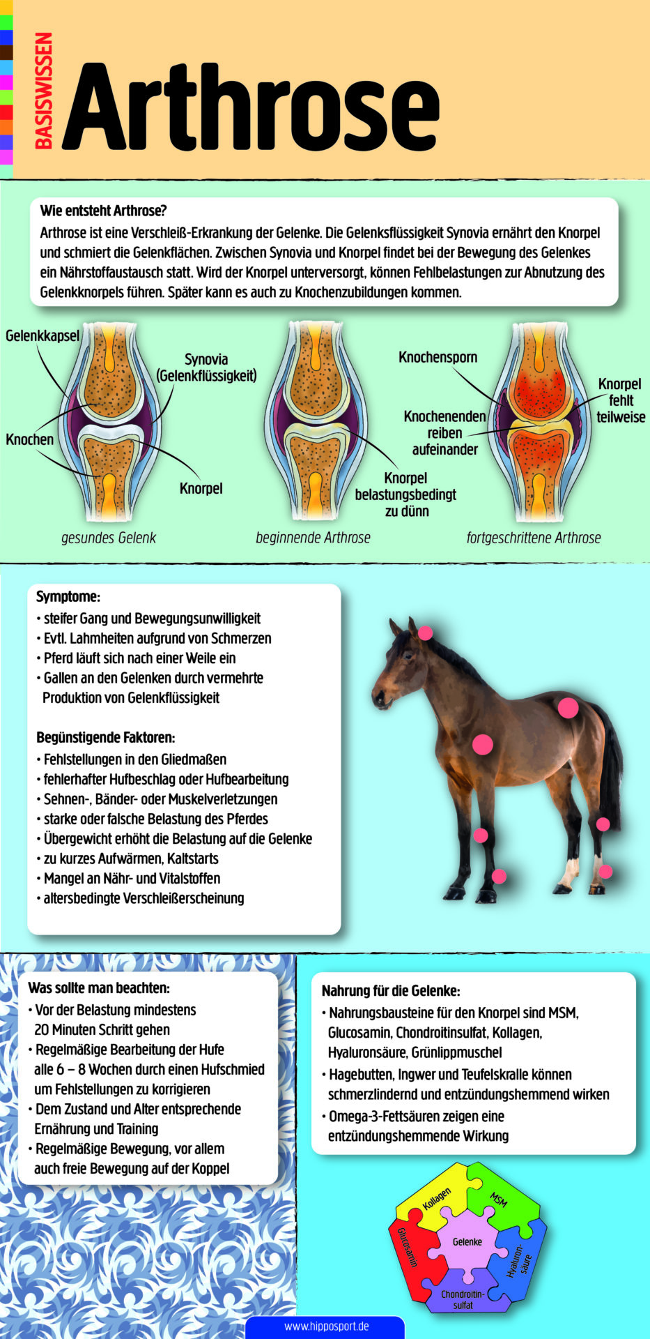 Arthrose-Pferd-Infografik
