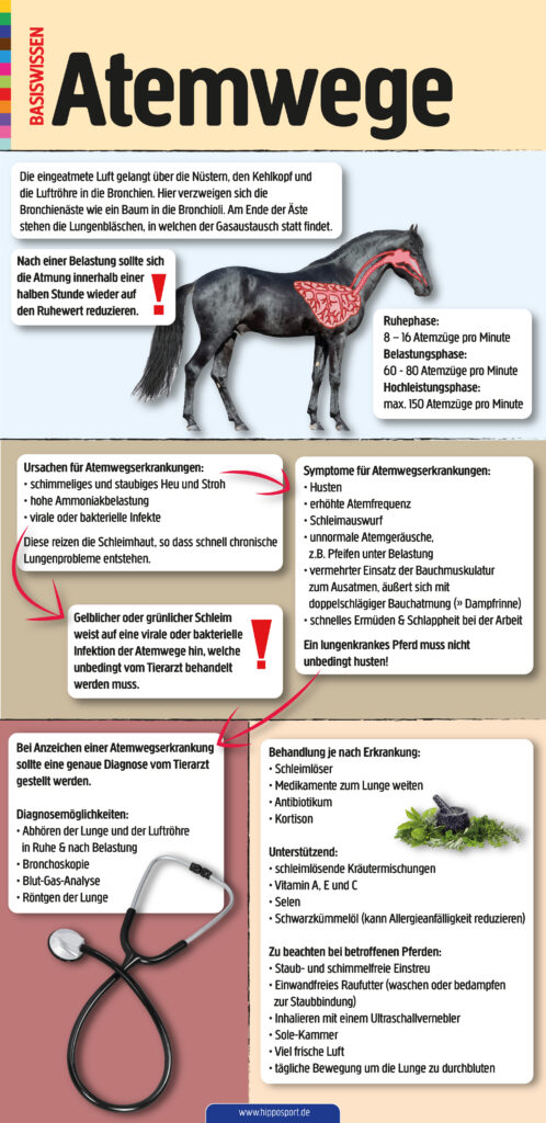 Atemwege Pferd Infografik