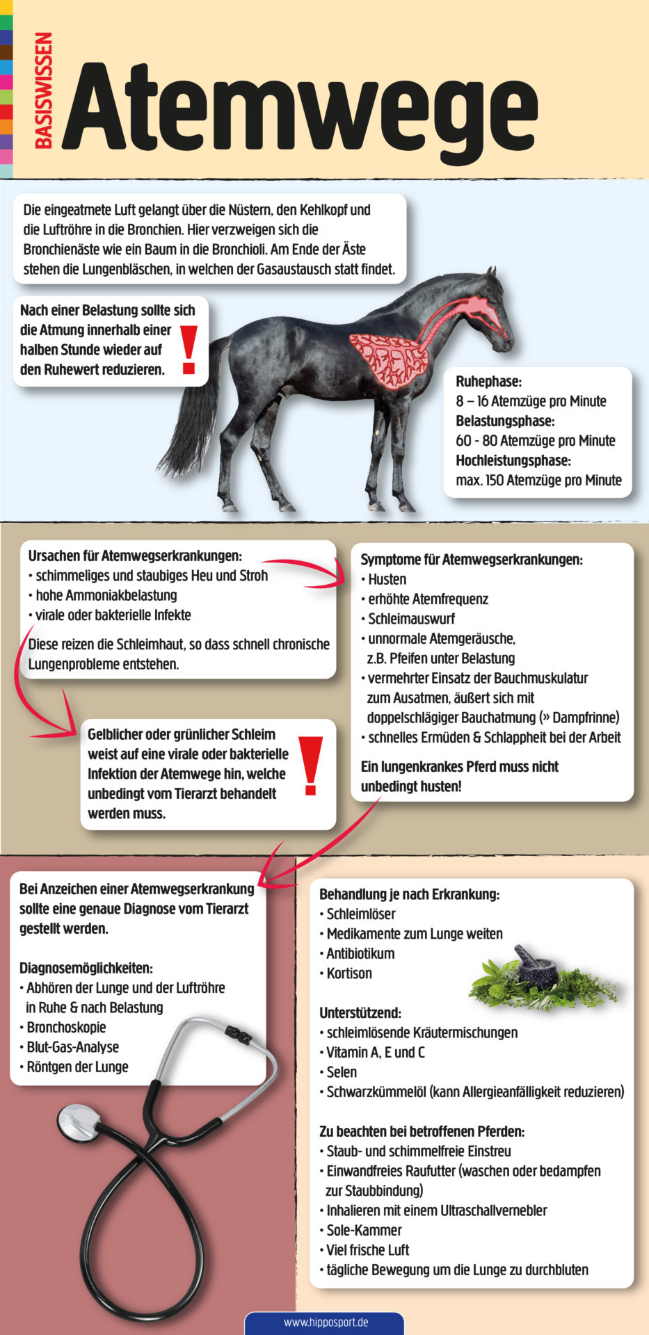 Atemwege-Pferd-Infografik