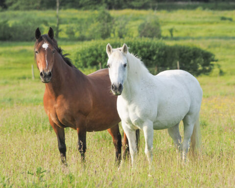 Dicke Pferde, Equines Cushing Syndrom BarnBag Life Data Labs