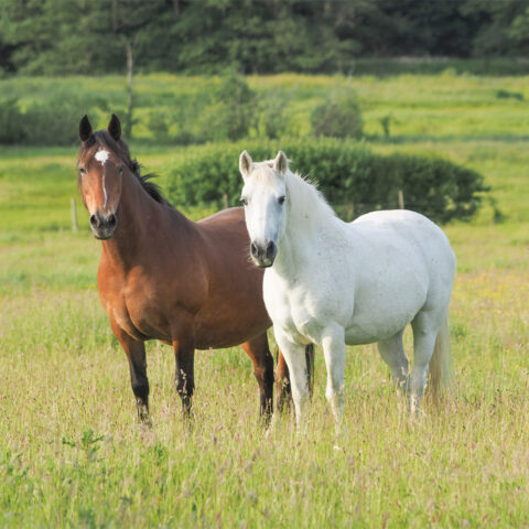 Dicke Pferde, Equines Cushing Syndrom BarnBag Life Data Labs