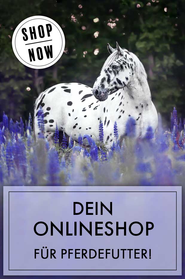 Bild-Startseite-Shop-now2