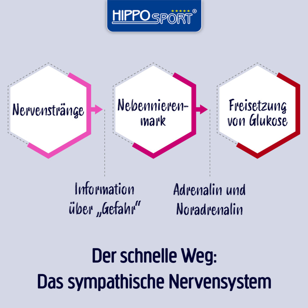 Stressreaktion-Sympathisches-Nervensystem