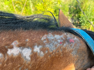 Fallbeispiel Vorher – Farah mit Sommerekzem