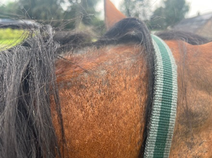 Fallbeispiel Nachher – Farah mit Sommerekzem