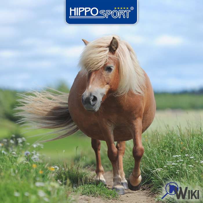 HippoSport-EMS-Pferd-dickes Pferd
