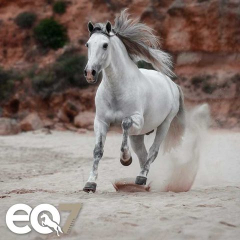 eQ7 Pferdefutter Produkte