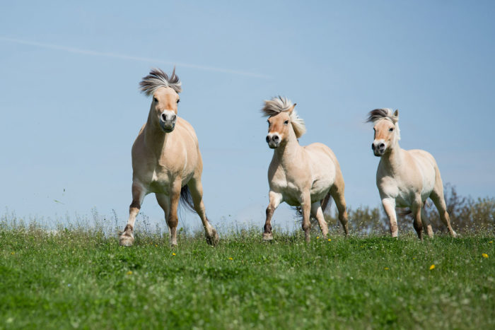 Fruktan - Die Gefahr, die im Gras lauert - Hippo Magazin