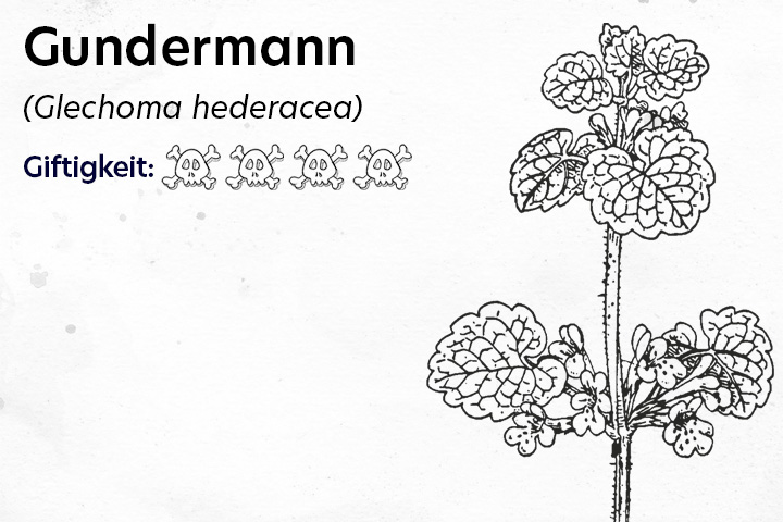 Gundermann Giftpflanze Pferd