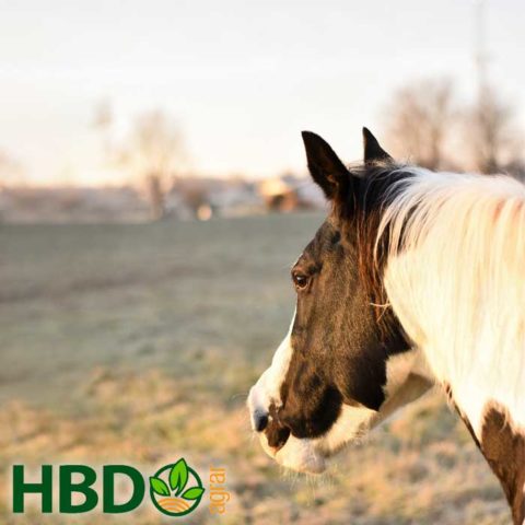 HBD-Darmgesundheit-Pferd