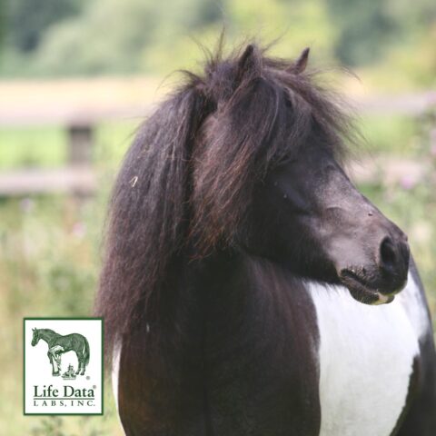 Sommerekzem beim Pony mit Life Data Labs behandeln