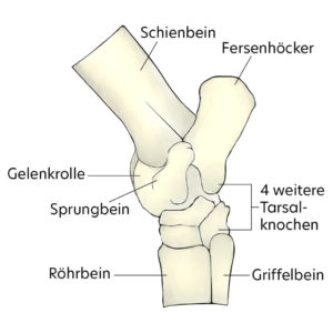 Aufbau Sprunggelenk Pferd