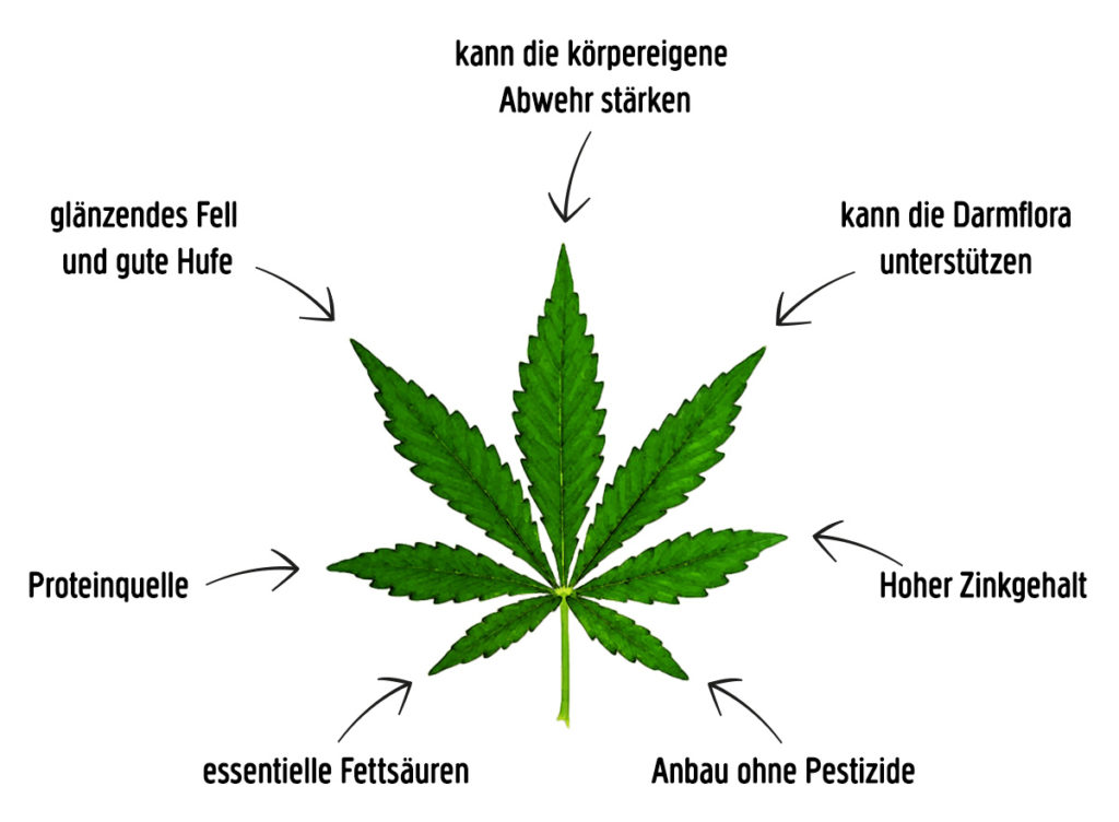 Eigenschaften von Hanf