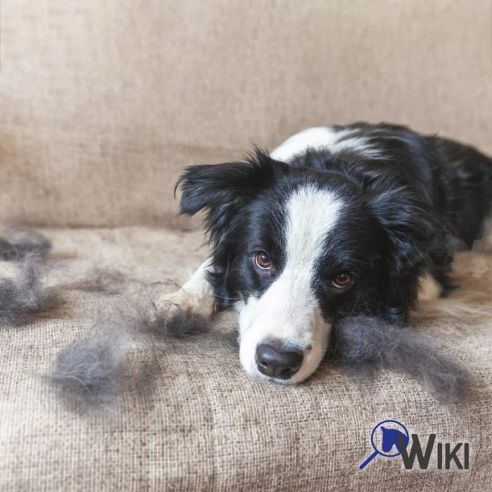 Hund und Hundehaare auf Sofa