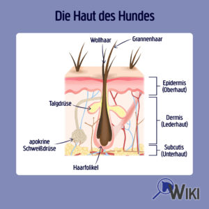 Infografik Haut und Haare des Hundes