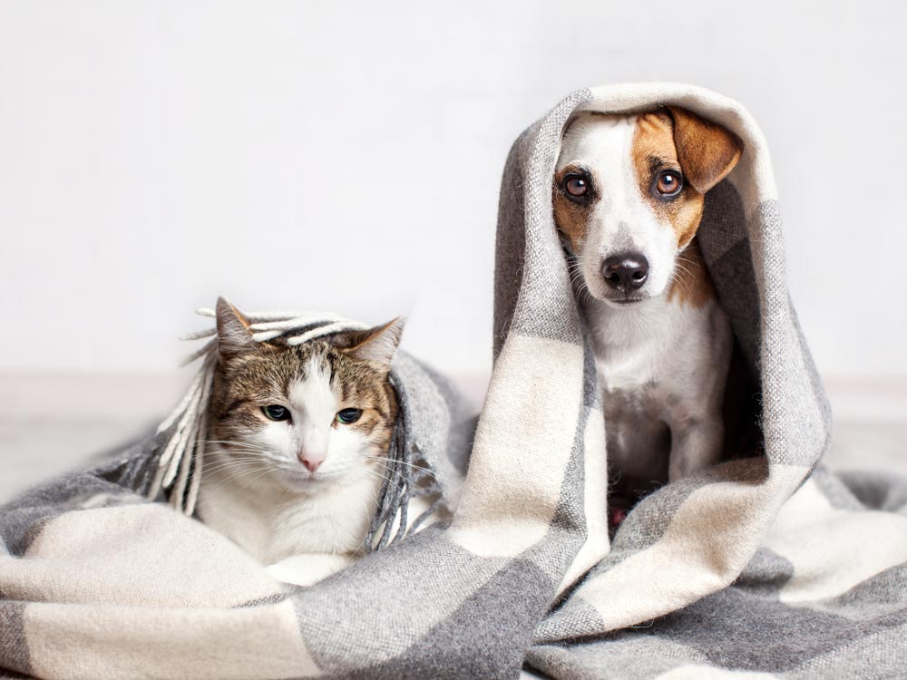 Hund und Katze mit Decke