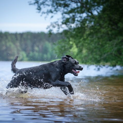 Hund im See