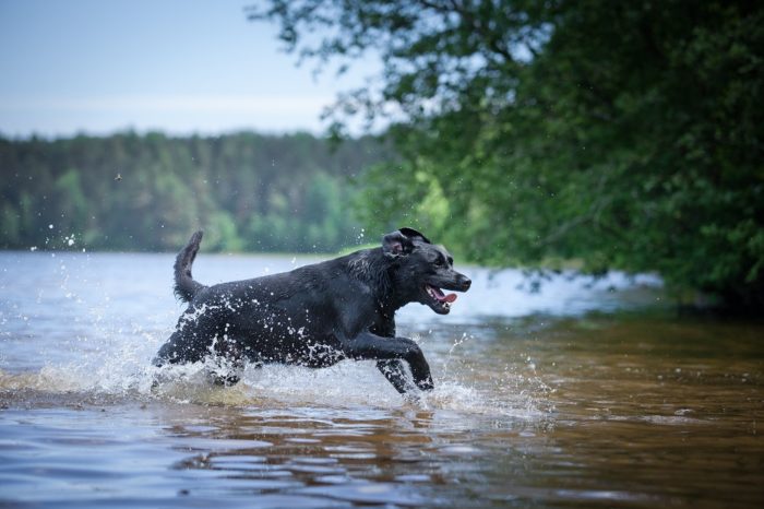 Hund im See