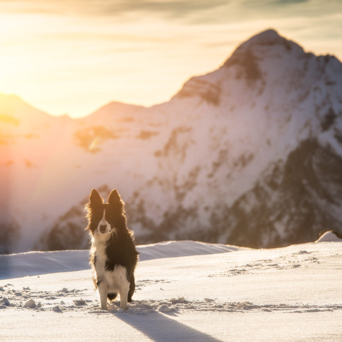 Hund im Schnee