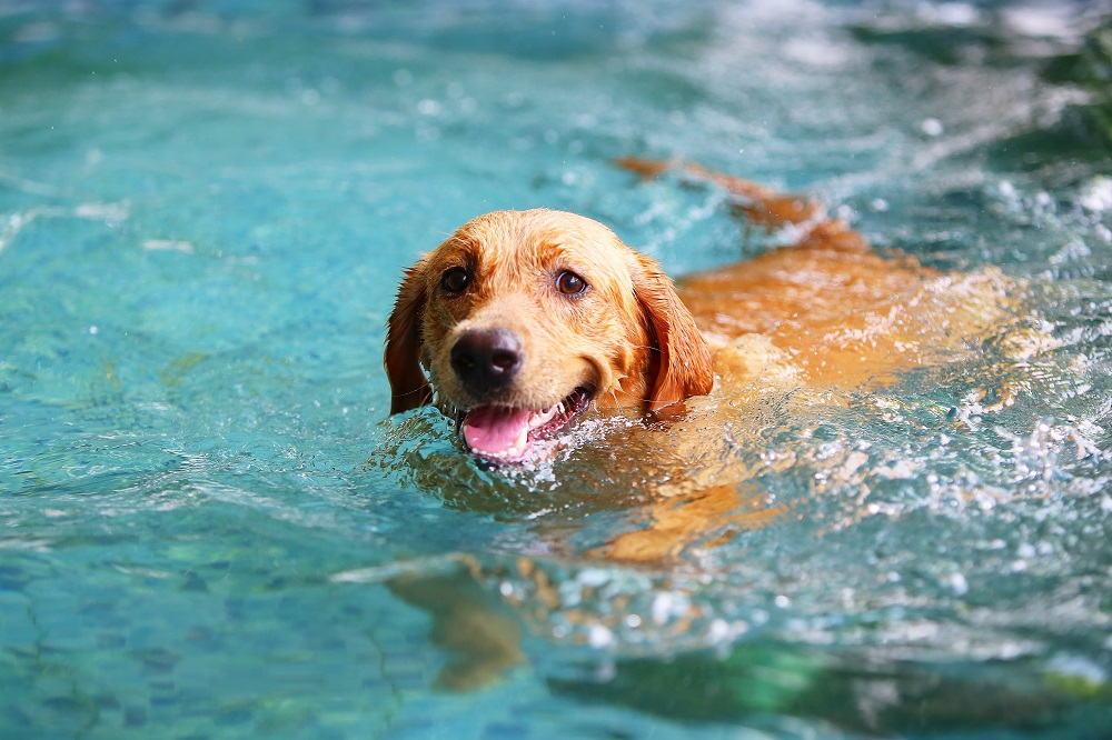 Hund schwimmt im Wasser