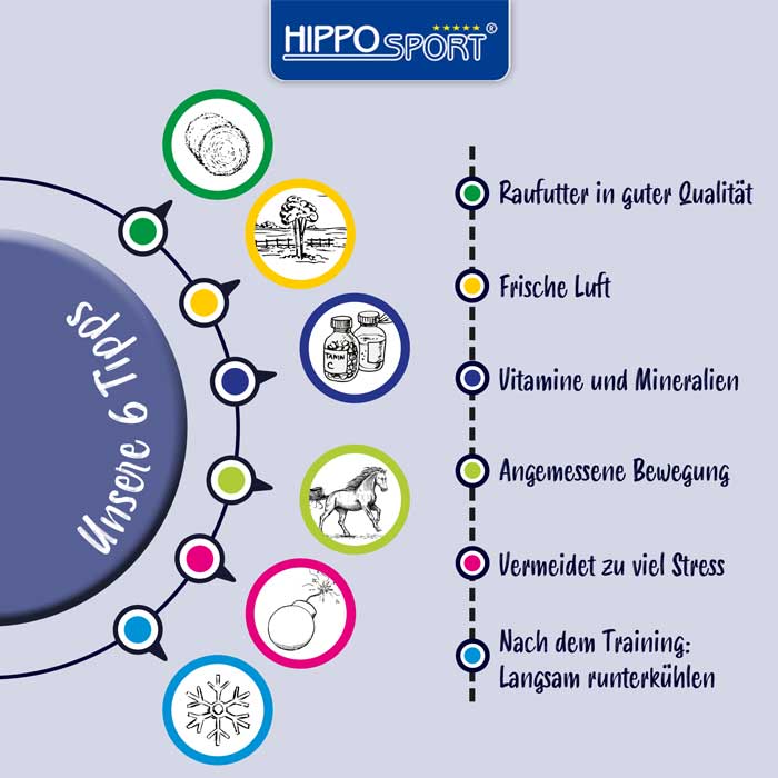 Tipps-gutes-Immunsystem-Pferd