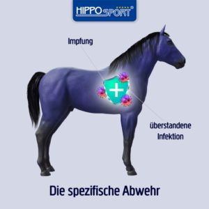 Spezifisches-Immunsystem-Pferd