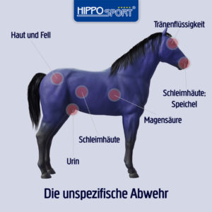 Unspezifisches-Immunsystem-Pferd