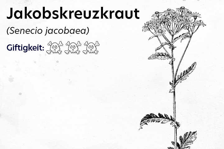 Jakobskreuzkraut Giftpflanze Pferd