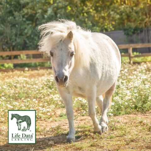 Life-Data-Labs-BarnBag Pony