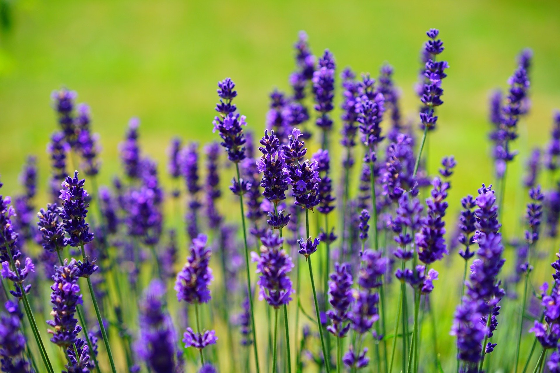 Lavendel-Pflanze