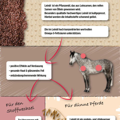 Leinöl-Pferd-Infografik