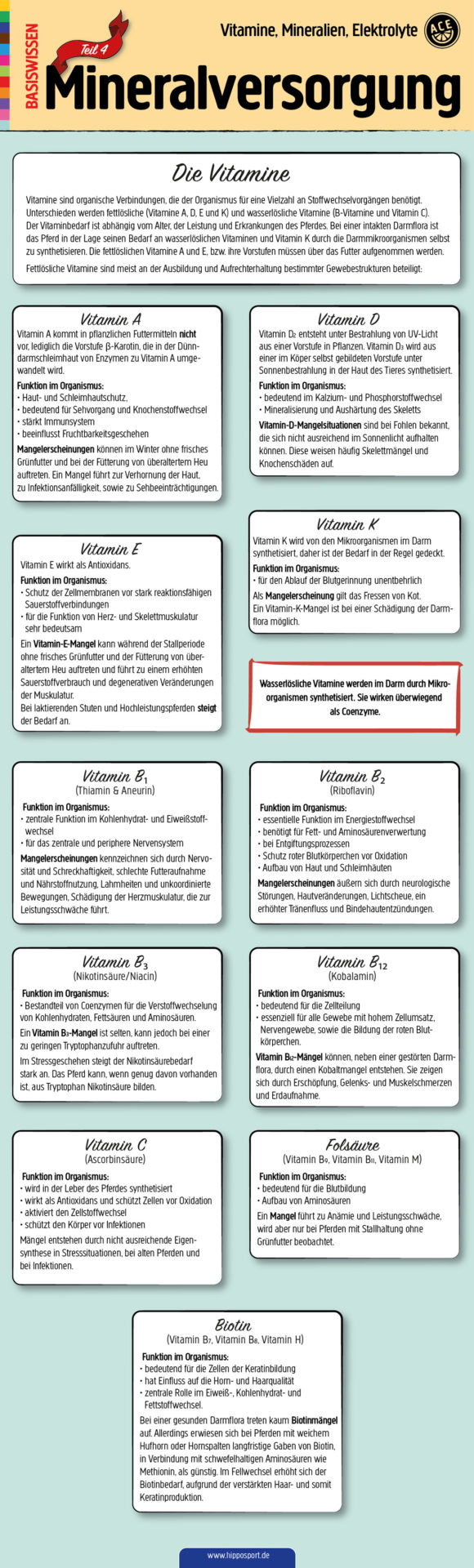 Mineralversorgung-Pferd-Infografik-Vitamine