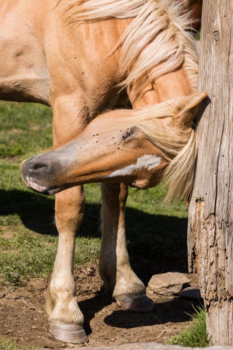 Nesselfieber-Pferd-kratzen