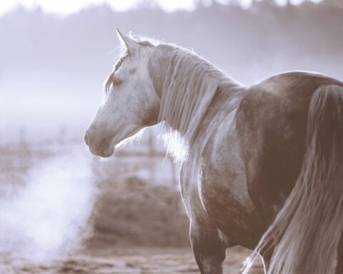 Atemwegserkrankungen beim Pferd