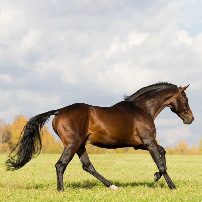 Pferd-Galopp-Weide