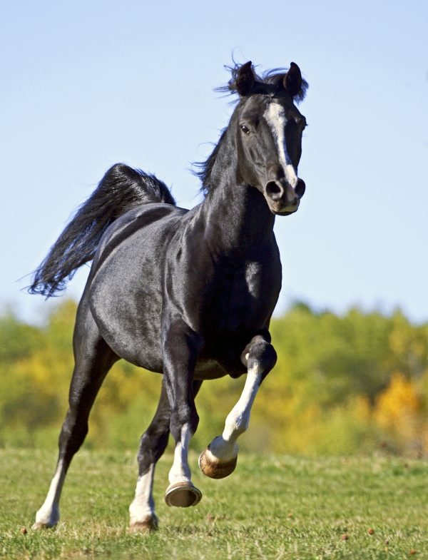 Pferd-Galopp-Weide