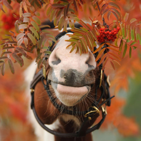 Pferd-Herbst