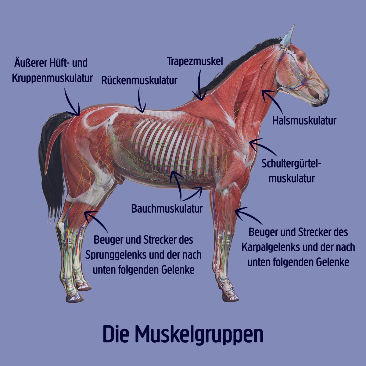 Pferd-Muskelgruppen