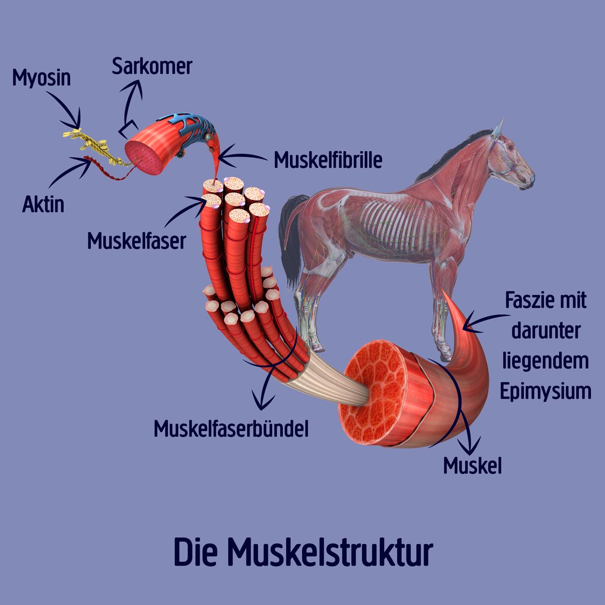 Pferd-Muskelstruktur