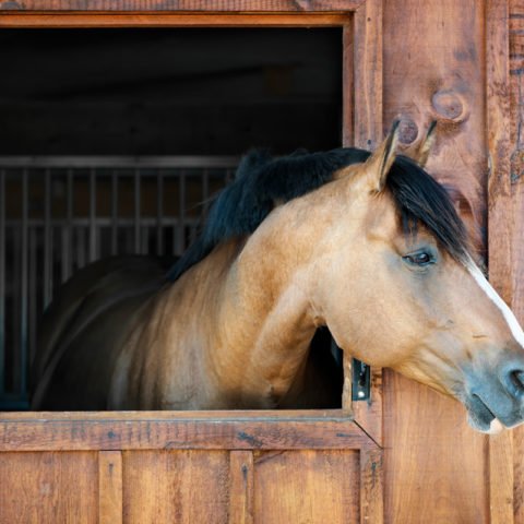 Pferd-Stall-Außenbox