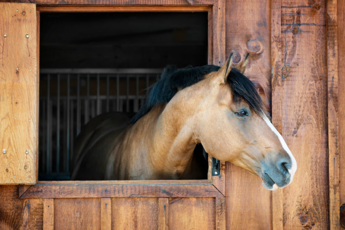 Pferd-Stall-Außenbox