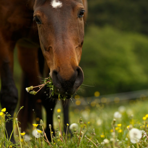 Pferd-Weide