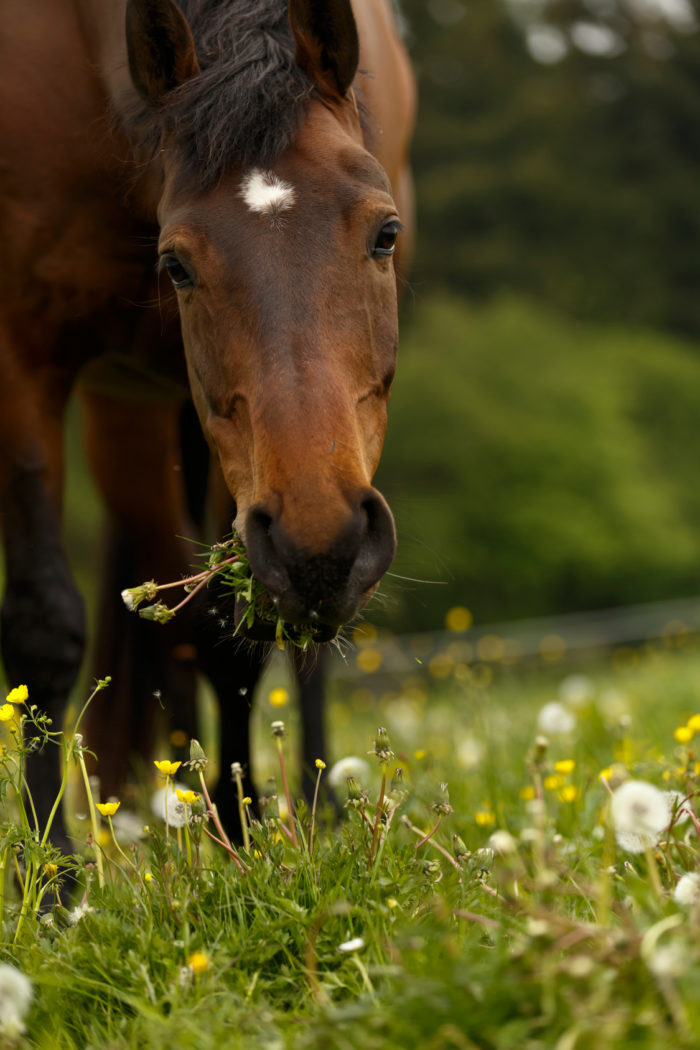 Pferd-Weide